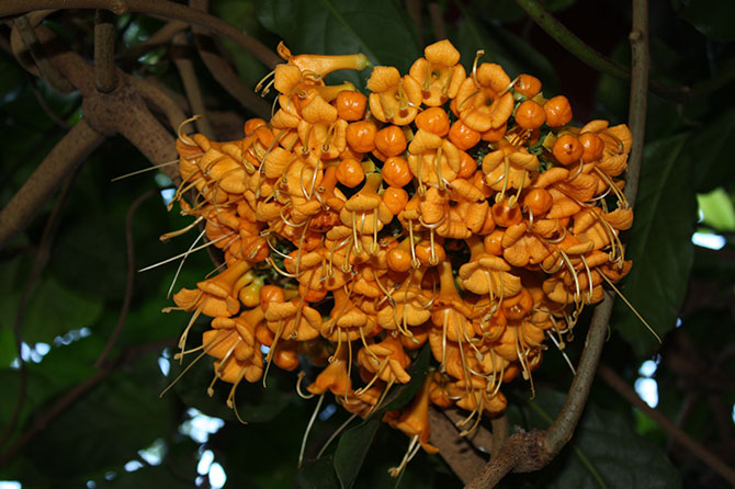 Détail d’une inflorescence de Oxera robusta